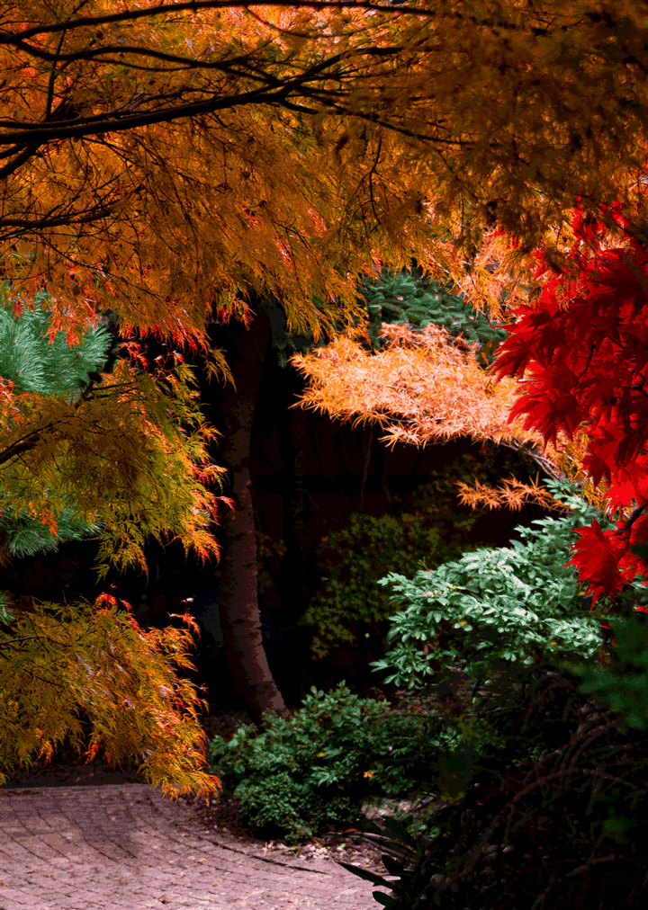 Japanese Garden 3D Lenticular Image - Autumn